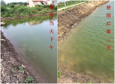 肥水困難、藻類(lèi)缺乏處理前后效果