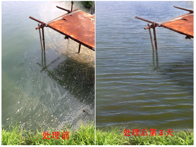 藻類(lèi)嚴(yán)重老化、油膜、泡沫、發(fā)黑水處理