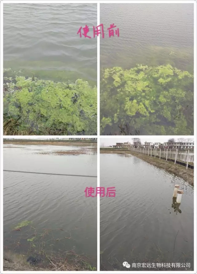 如何保苗、安全除青苔？猛戳--看案例！